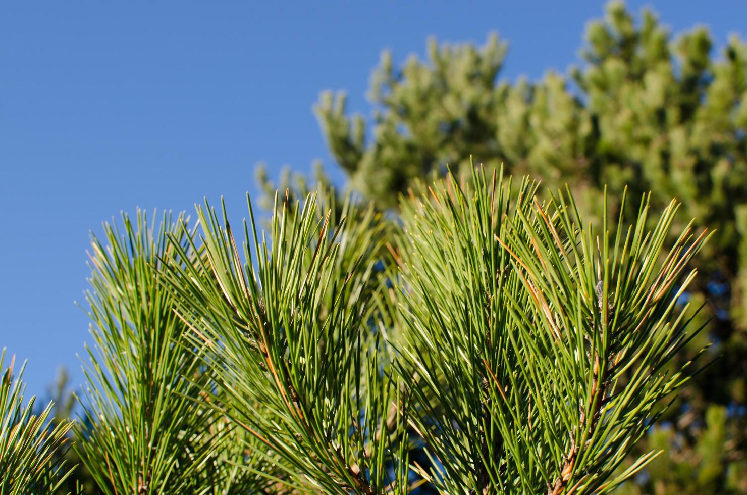 groene naalden op dennenboom foto