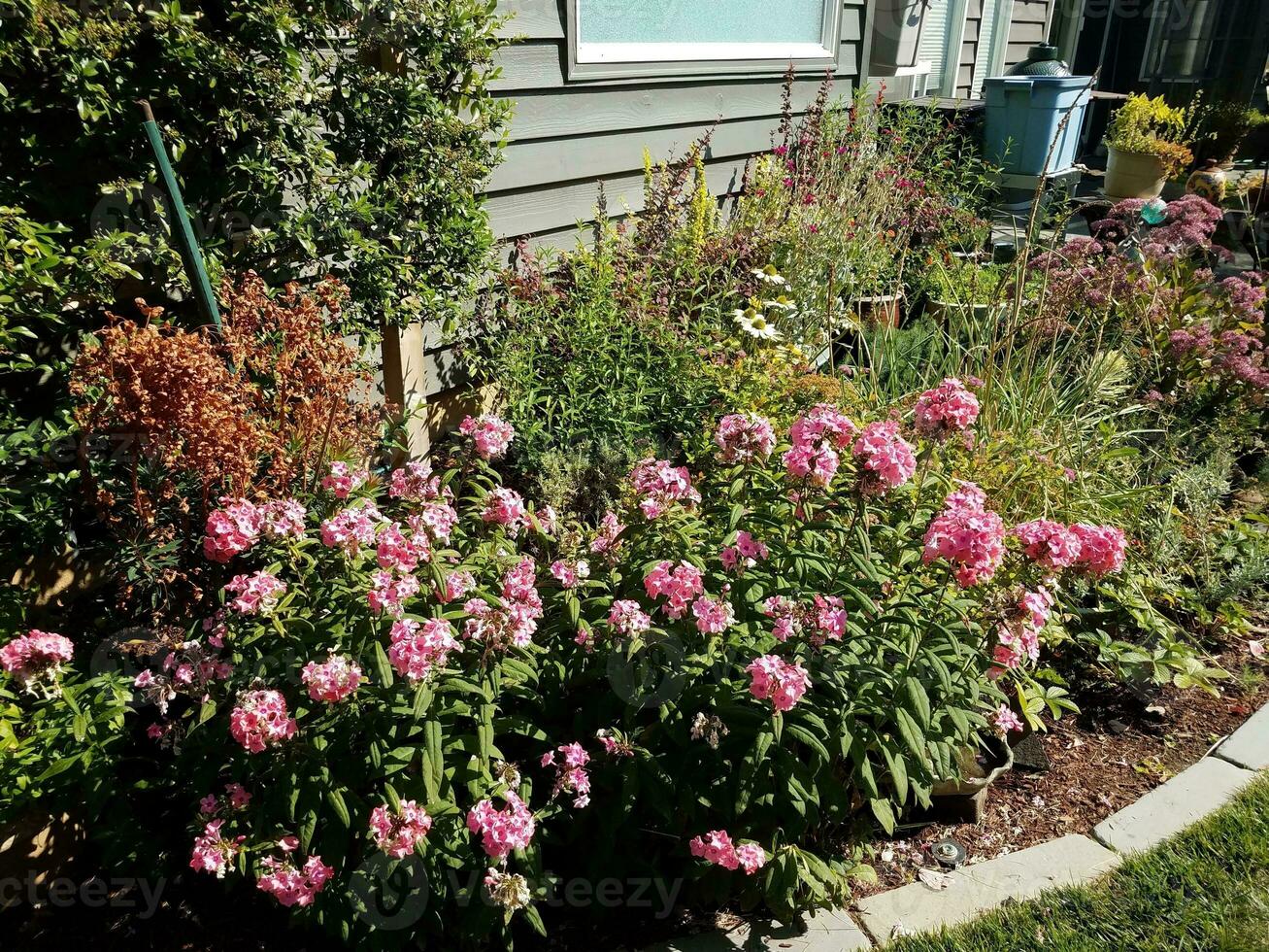 planten in de achtertuin met groene bladeren en roze bloemen foto