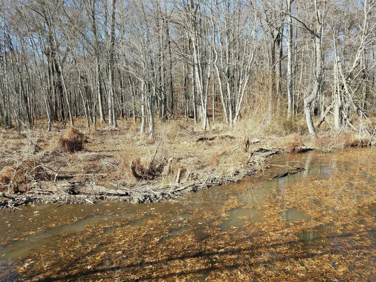 water met bladeren en bruin gras en bomen foto