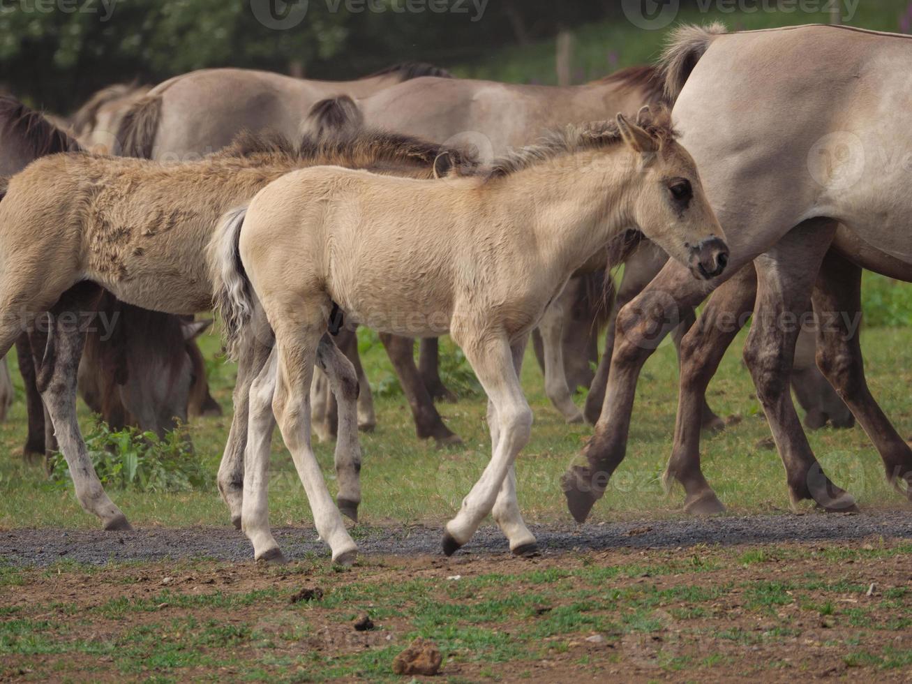 wild paard in duitsland foto