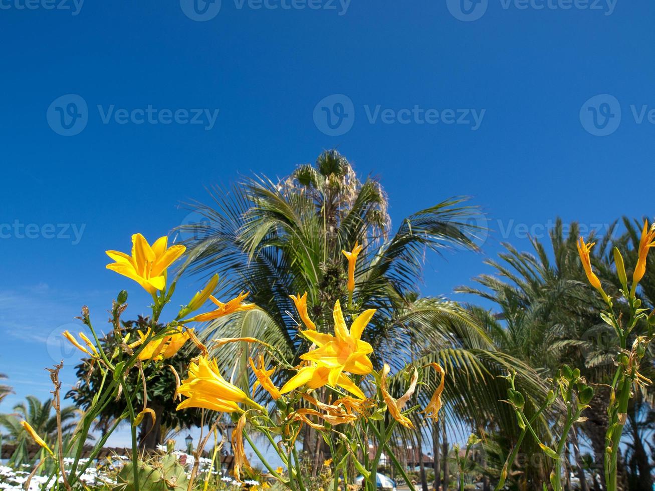 tenerife eiland in spanje foto