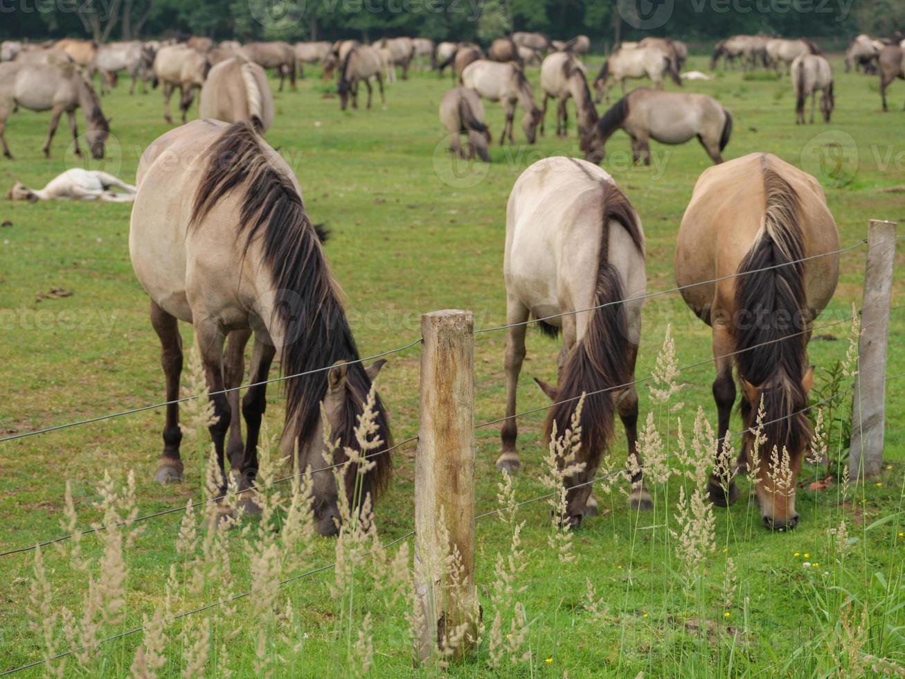 veel wilde paarden in duitsland foto