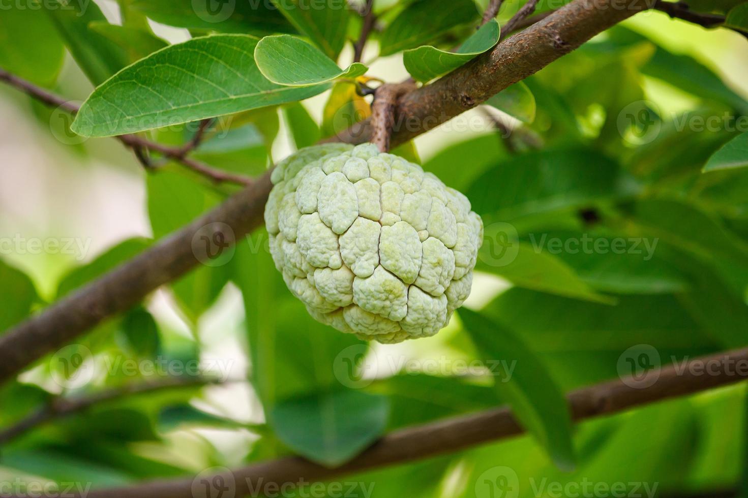 Custardappelfruit op groene boom in de tuin foto