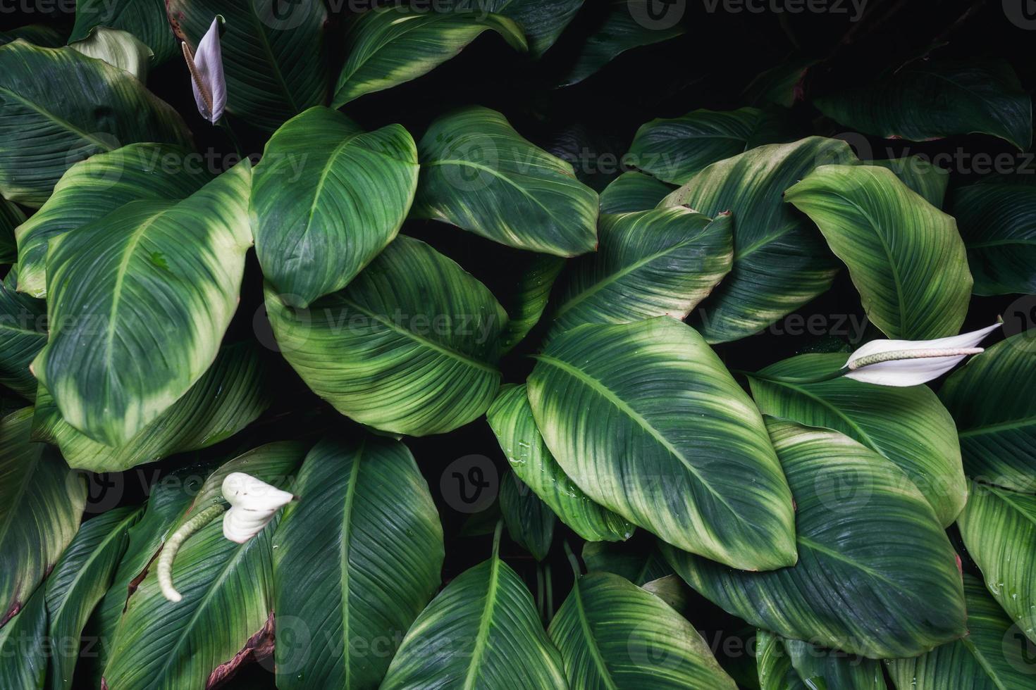 diepgroene vredeslelieplant met bloemblad, eenzaadlobbige kamerplant die gloeit in de formele tuin foto