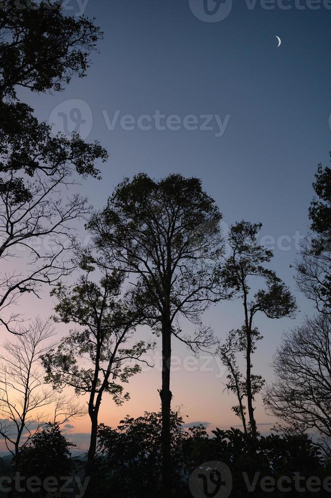 silhouetbomen met halve maan op heuvel in tropisch regenwoud foto