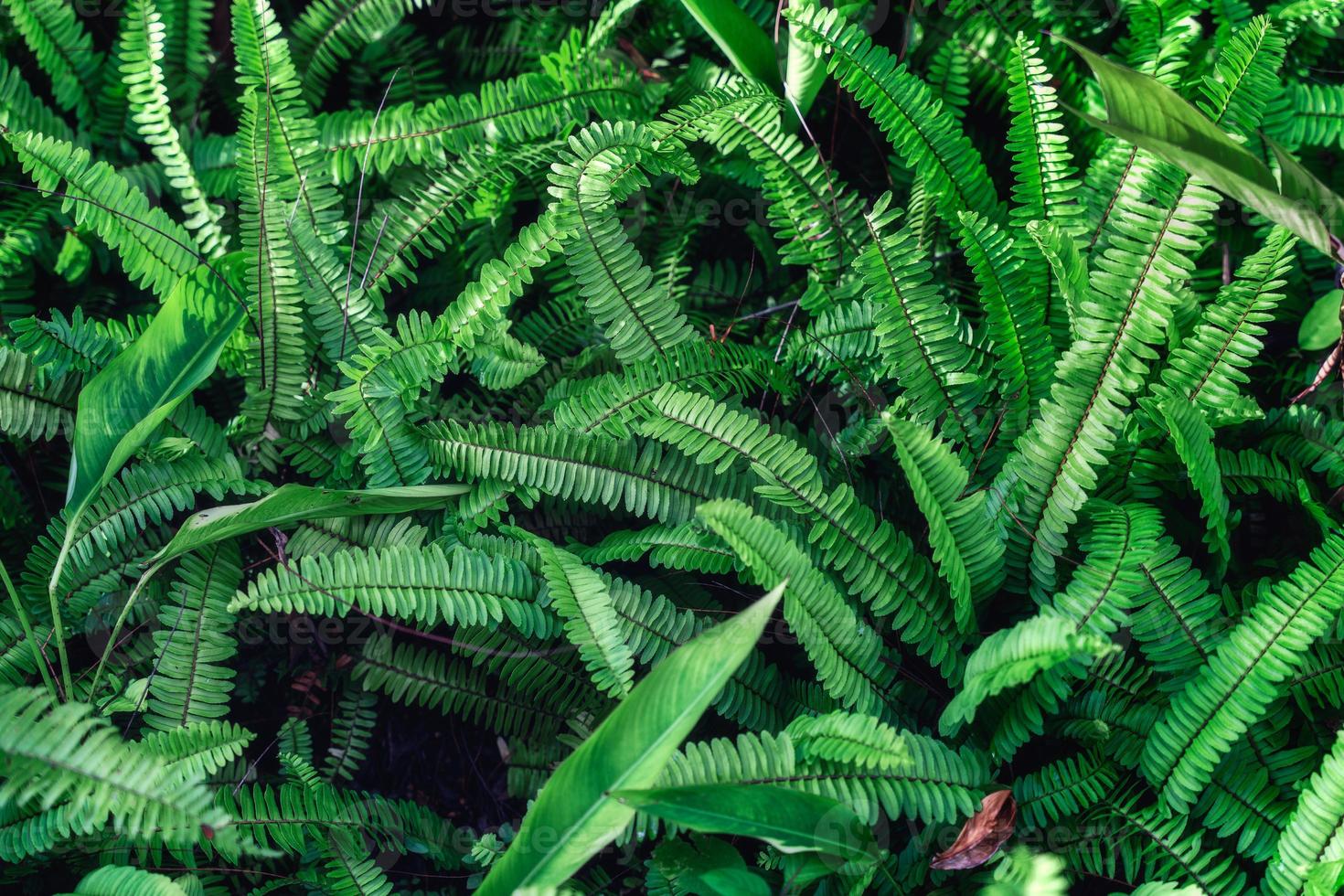 humeurige donkere varenplant met groene bladtextuur in de tuin foto