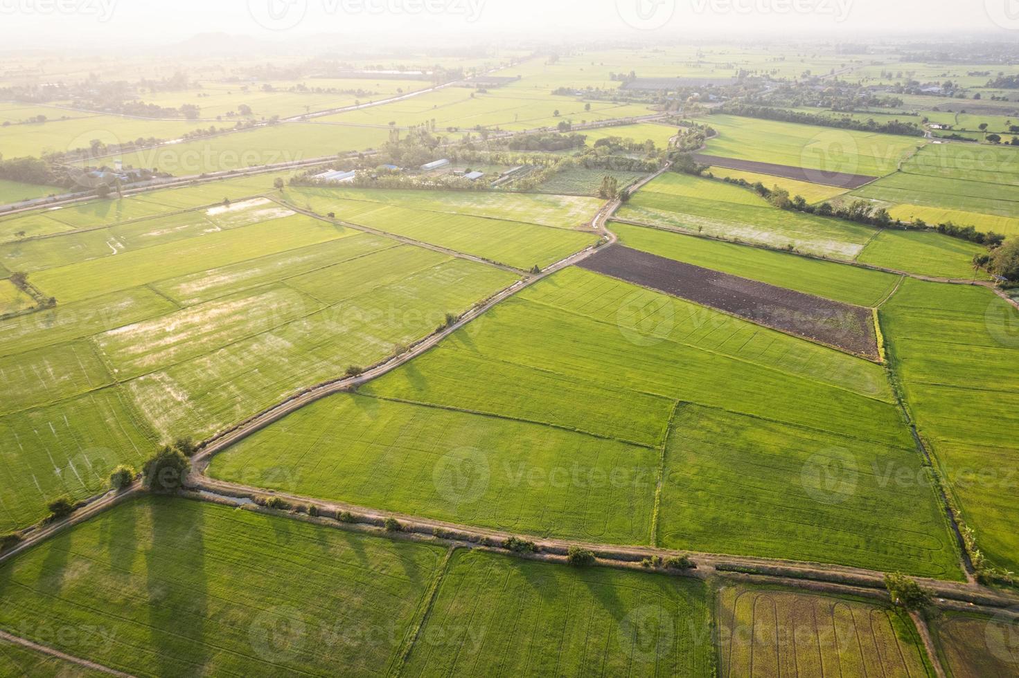 luchtfoto van groen rijstveld, landbouwteelt in landbouwgrond op het platteland foto