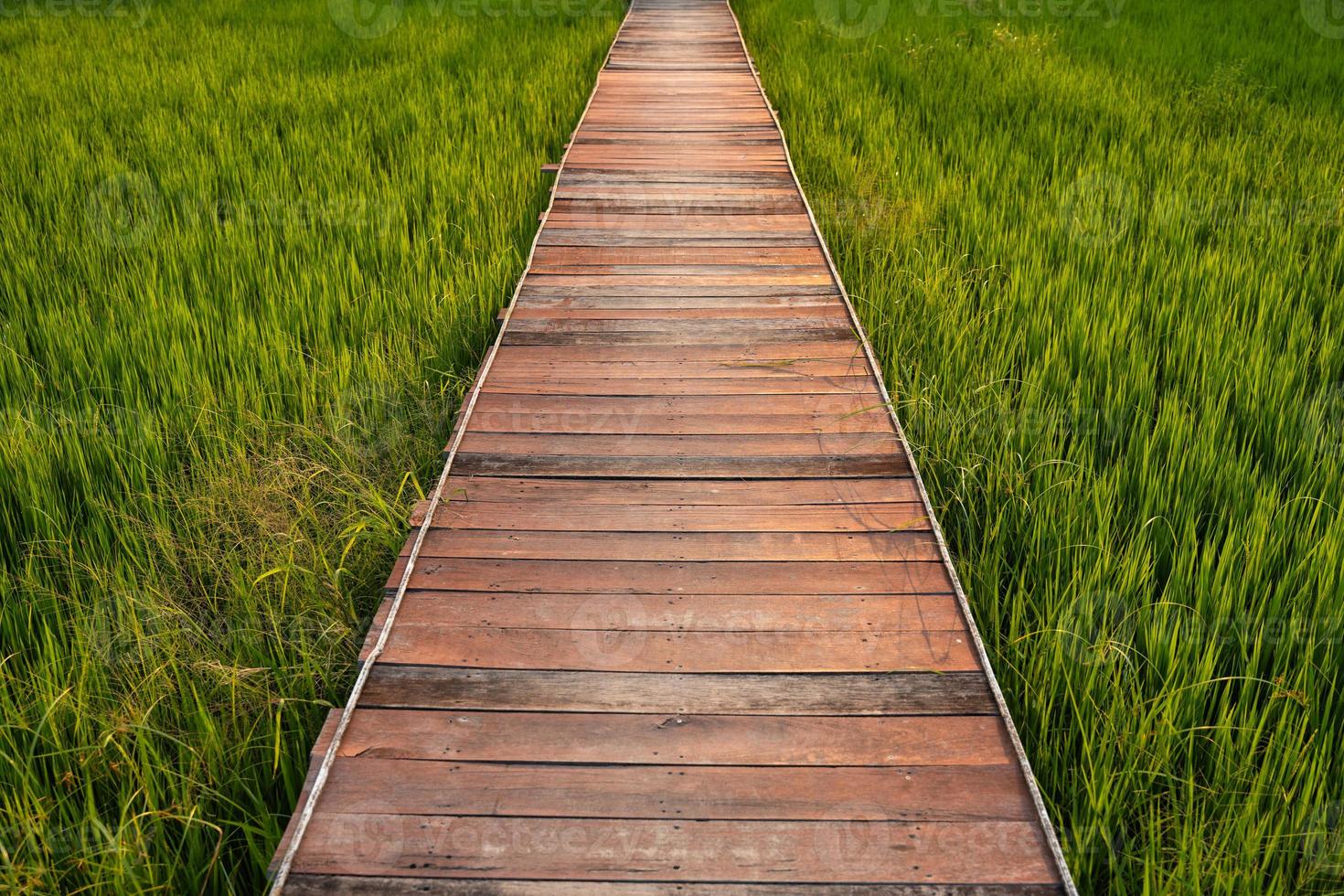 houten pad op groene rijstvelden die op het platteland groeien foto