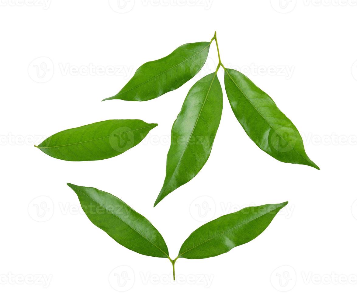 groen blad van lychee geïsoleerd op witte achtergrond foto