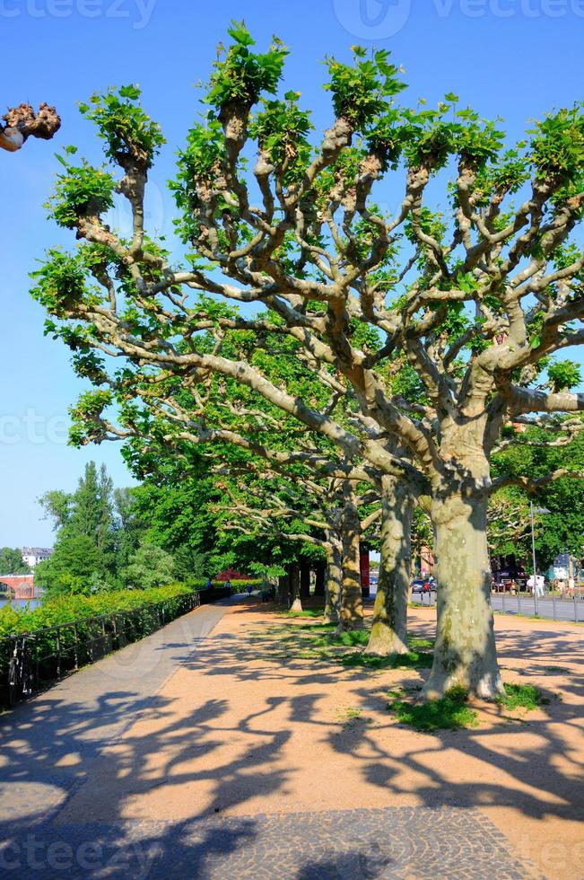 schaduwrijk steegje met bomen, frankfurt am main, hessen, duitsland foto