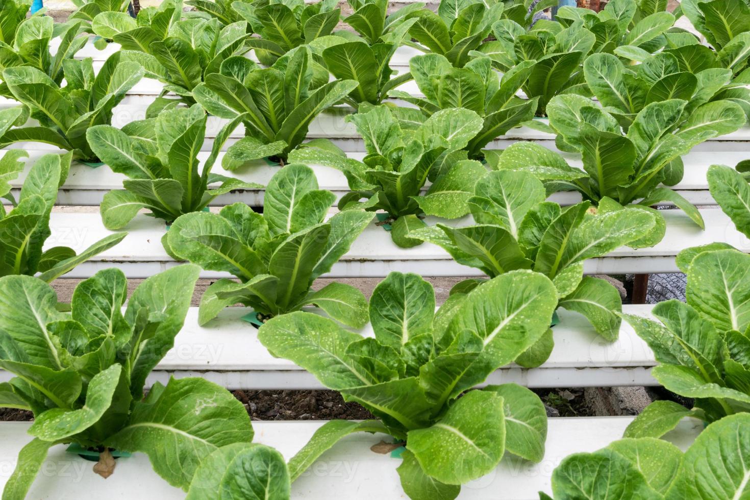 hydrocultuur groenten groeien in kas foto