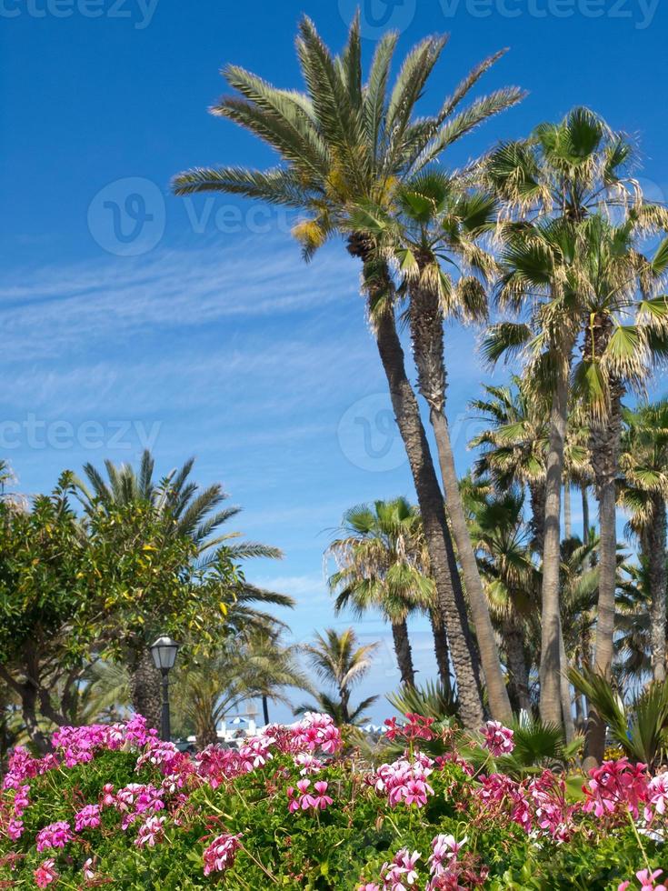 tenerife eiland in spanje foto