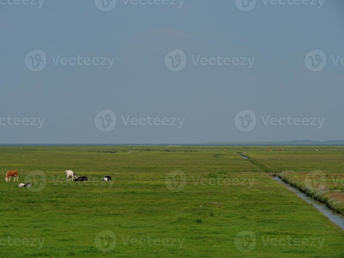 hallig hooge in de Duitse Noordzee foto