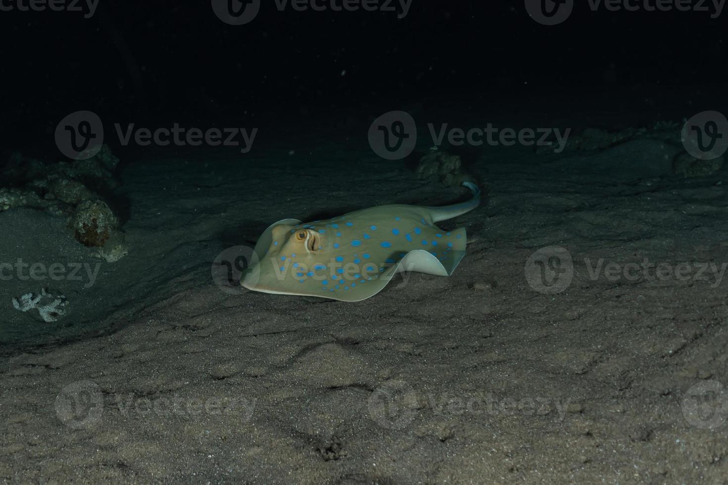 blauwgevlekte pijlstaartrog op de zeebodem in de rode zee foto