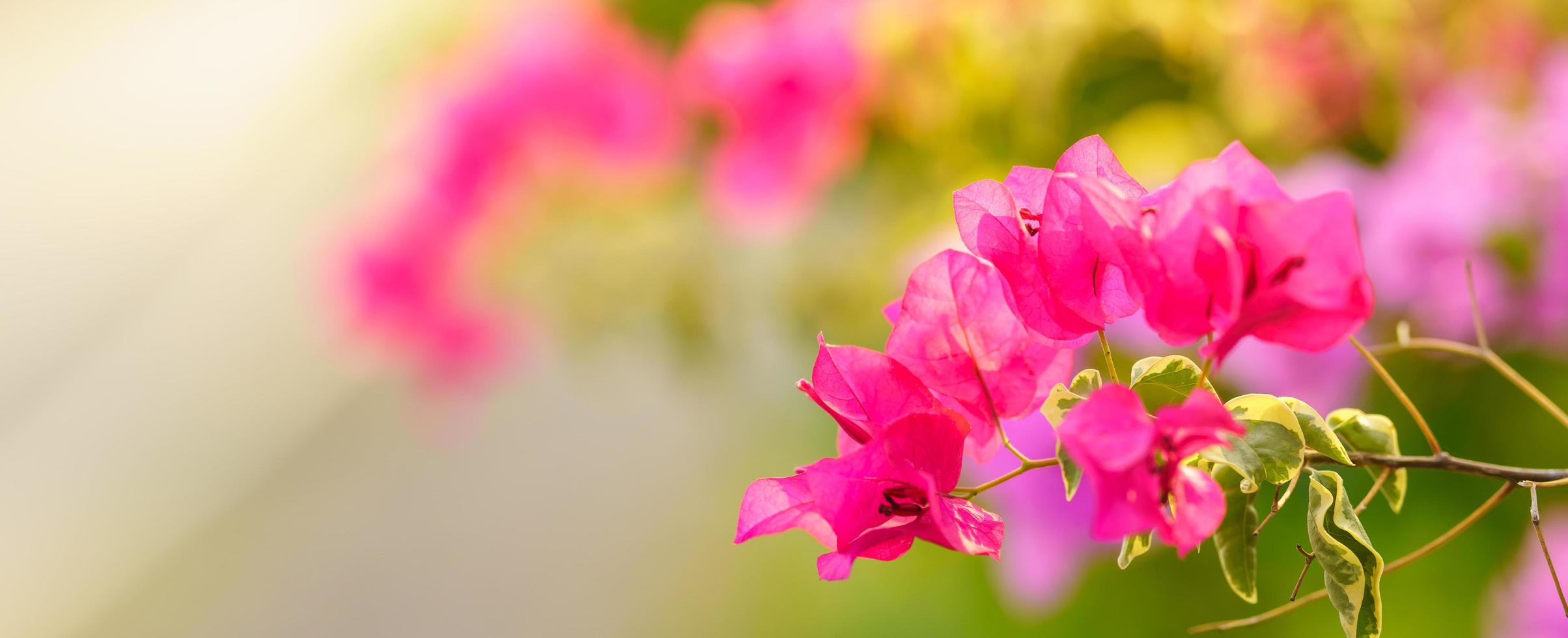 close-up van rood roze bougainvillea bloem gebruiken als achtergrond natuurlijke flora planten, ecologie voorblad concept. foto