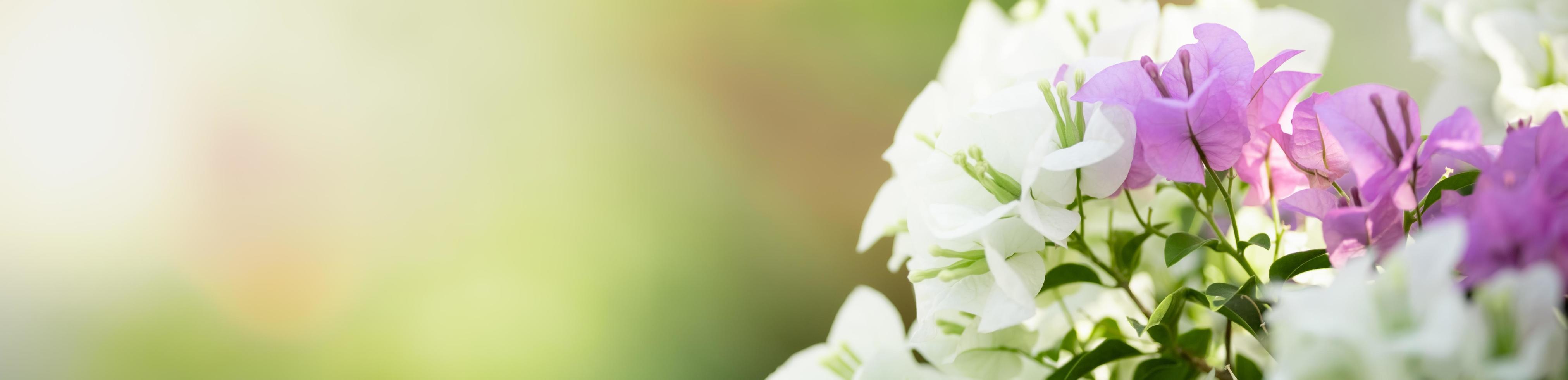 close-up van de natuur weergave roze en witte bougainvillea op wazig groen achtergrond onder zonlicht met bokeh en kopieer ruimte als achtergrond natuurlijke planten landschap, ecologie dekking concept. foto