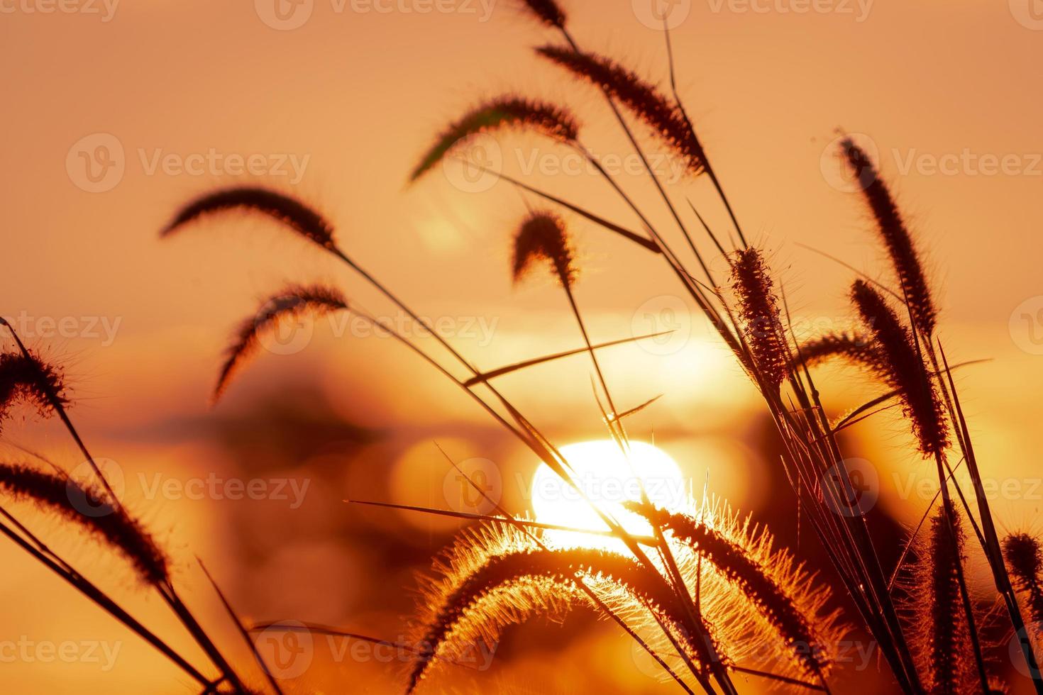 weide gras bloem met dauwdruppels in de ochtend met gouden zonsopgang hemel. selectieve focus op grasbloem op vervagen bokeh achtergrond van gele en oranje zonneschijn. grasveld met zonsopgang hemel. foto