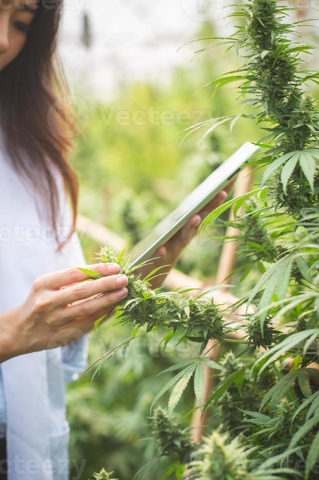 marihuana-onderzoek, vrouwelijke wetenschapper in een hennepveld die planten en bloemen controleert, concept van alternatieve kruidengeneeskunde foto