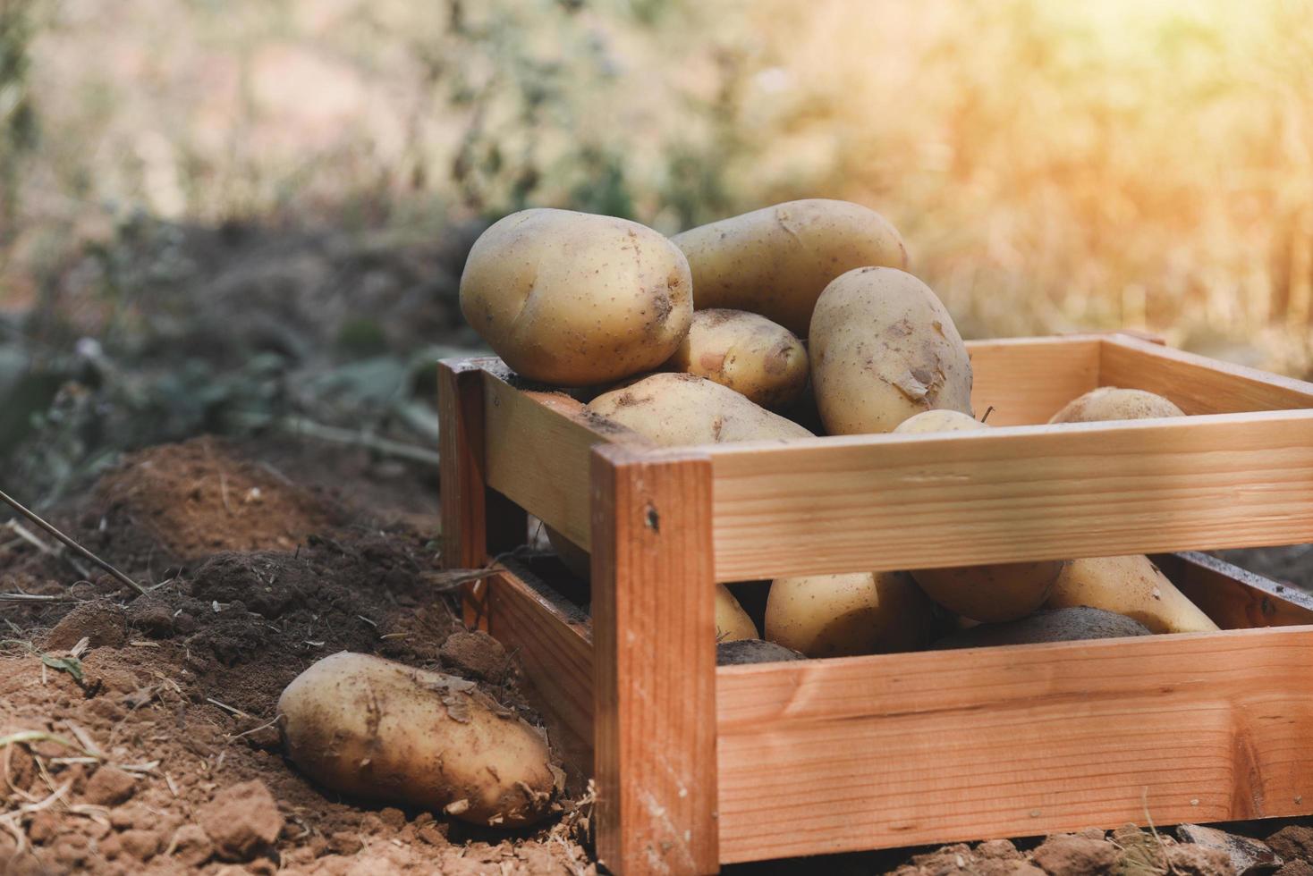 verse aardappelplant, oogst van rijpe aardappelen in houten kist landbouwproducten uit aardappelveld foto