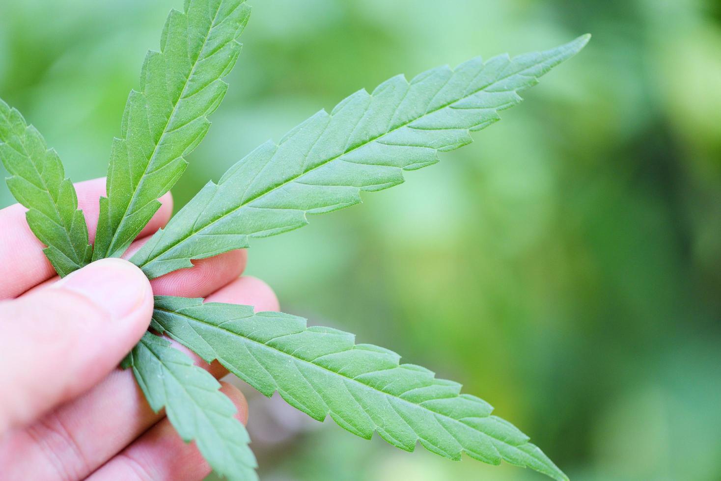 marihuanablad cannabisplant boom groeit op de achtergrond van de natuur - hennepbladeren met de hand plukken voor extract medische gezondheidszorg foto