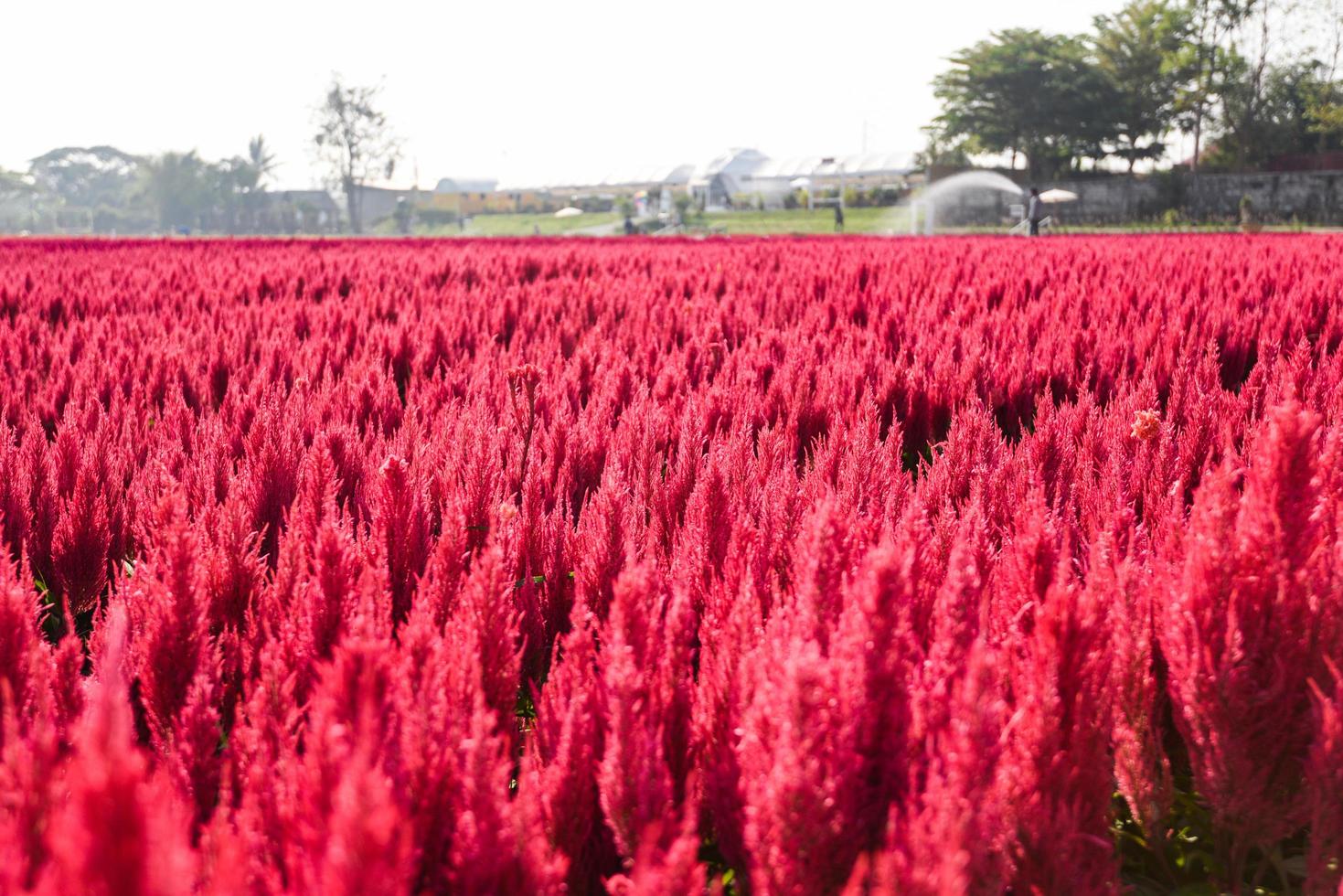 rode bloementuin landschap bloemenveld met plant boerderij, mooie celosia plumosa bloemen landschap zomer foto