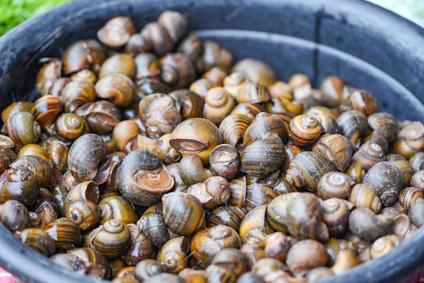 appelslak zoetwaterslak rivier uit de natuur veld voor voedsel gekookt thais lokaal eten, pila ampullacea schaaldieren foto