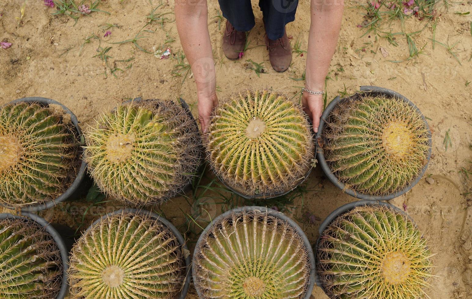 vrouwelijke handen en echinocactus grusonii superss van bovenaf. grote cactusachtergrond. gouden bal of schoonmoeders kussen. foto