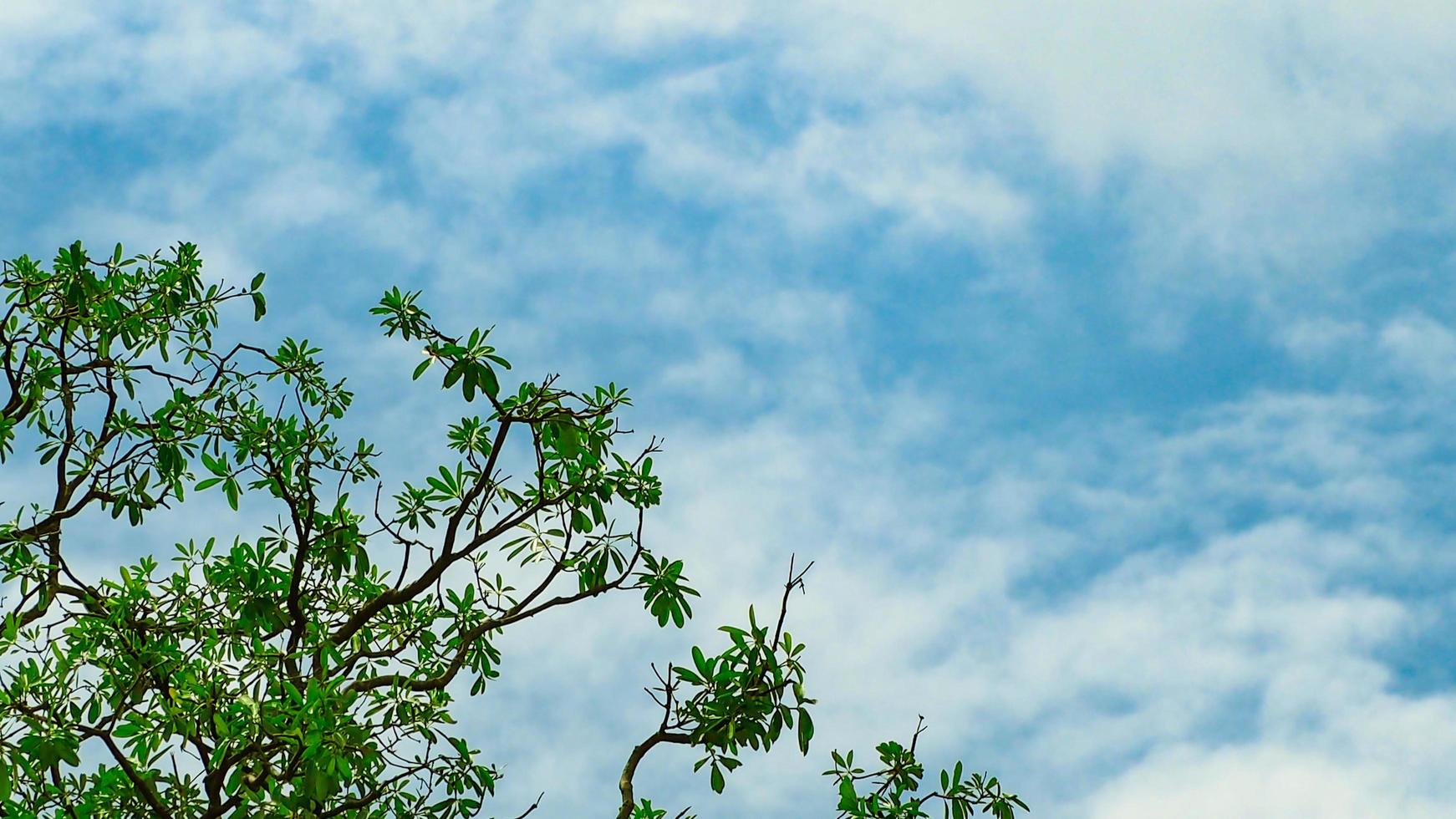 boom met tak en groene bladeren geïsoleerd op blauwe lucht en witte wolken op zonnige dag. foto