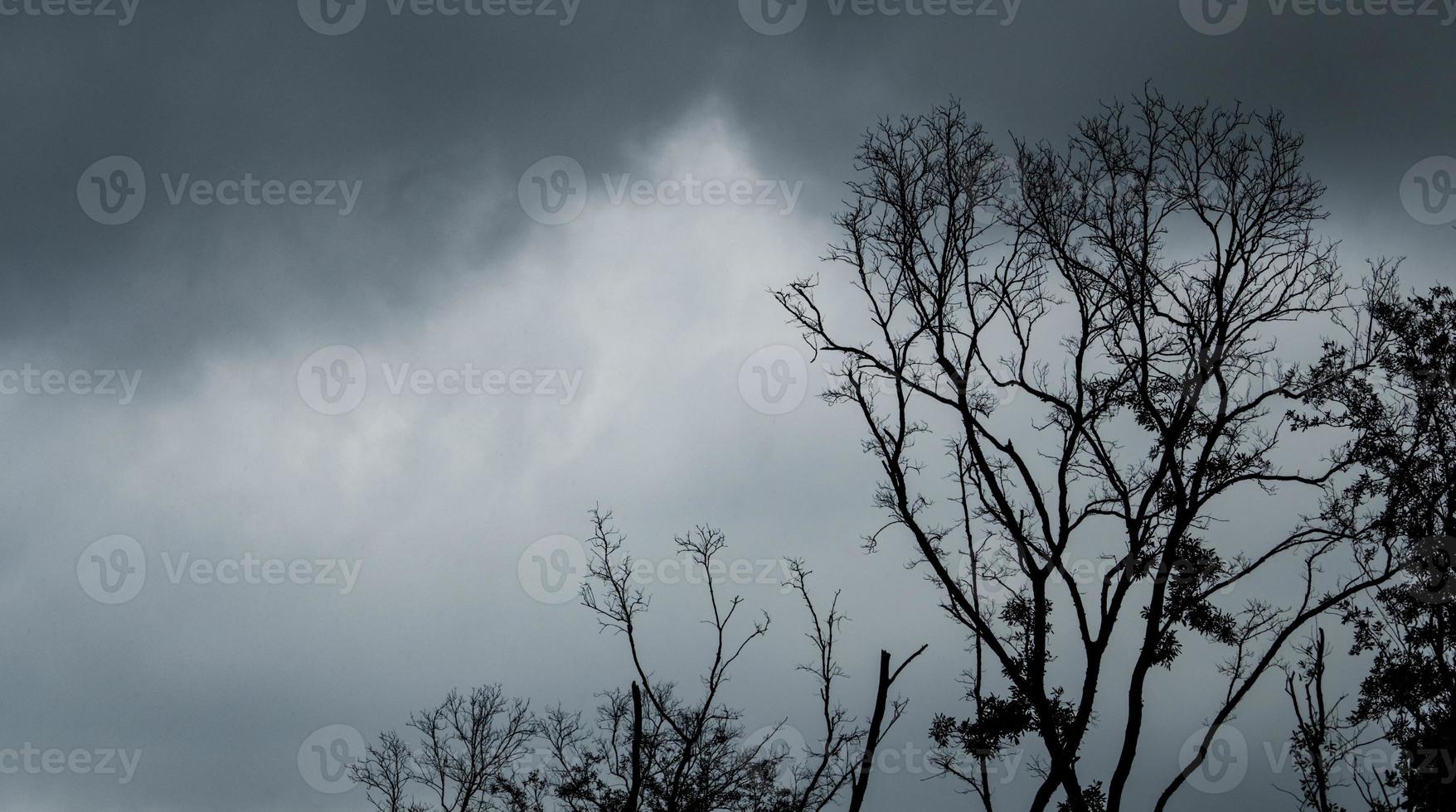 silhouet dode boom op donkere dramatische hemel en zwarte wolken. donkere hemel en dode boomachtergrond voor Halloween-dag. dode boomtakken. bladloze boom in het bos. achtergrond voor verdrietig en eenzaam moment. foto