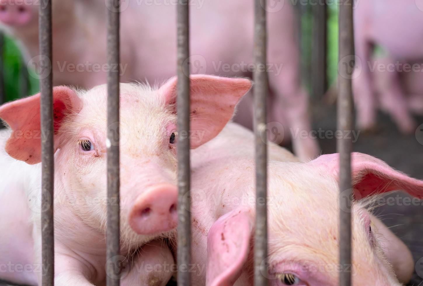 schattig biggetje in boerderij. verdrietig en gezond klein varken. veehouderij. vlees industrie. markt voor dierenvlees. afrikaanse varkenspest en varkensgriep concept. varkens fokken. zoogdier dier. roze biggetje in varkensstal. foto