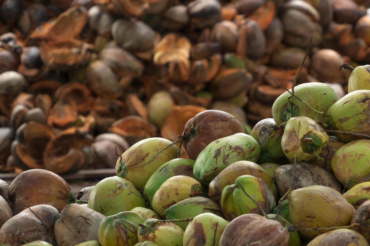 stapel rijpe kokosnoten van de oogst van de kokosplantage in thailand. grondstof voor virgin kokosolie en kokosmelk verwerkende industrie. kokosnoot boerderij landbouw. tropisch fruit. foto