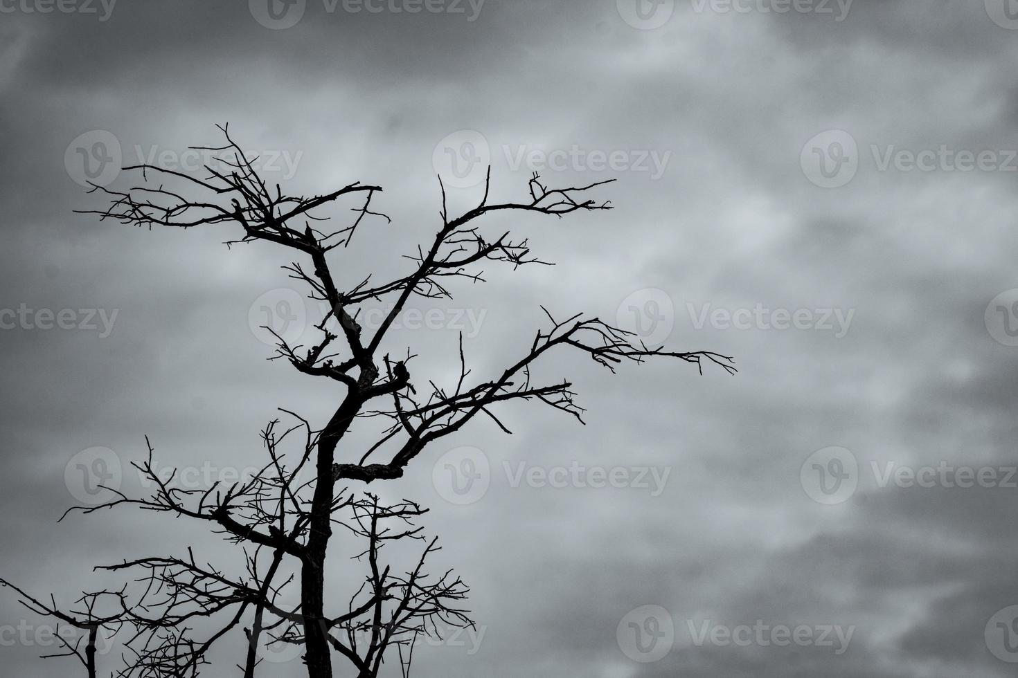 silhouet dode boom op donkere dramatische hemel en witte wolken achtergrond voor vreedzame dood. wanhoop en hopeloos concept. triest van aard. dood en trieste emotie achtergrond. dode takken uniek patroon. foto