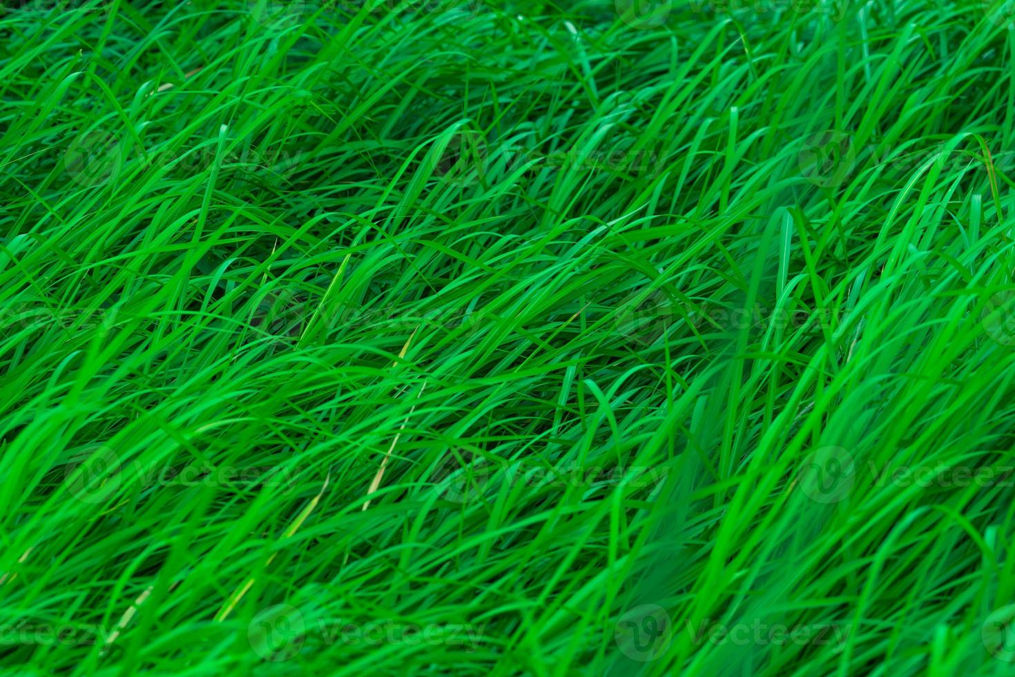 groen gras met lange bladeren. natuurlijke groene stengels gras textuur achtergrond. biologische en gezonde achtergrond. achtergrond voor biologisch cosmetisch product. foto