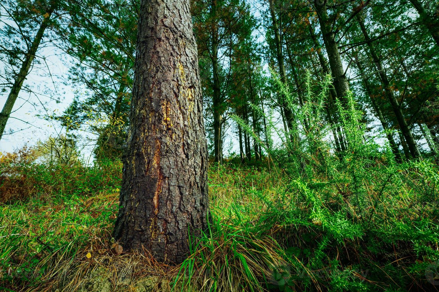 commerciële pijnboom in het bos. onderaanzicht van dennenboomstam met amberhars op de schors van de pijnboom. dennenplantage voor hout. boom en groen gras in het bos. bron van terpentijn. foto