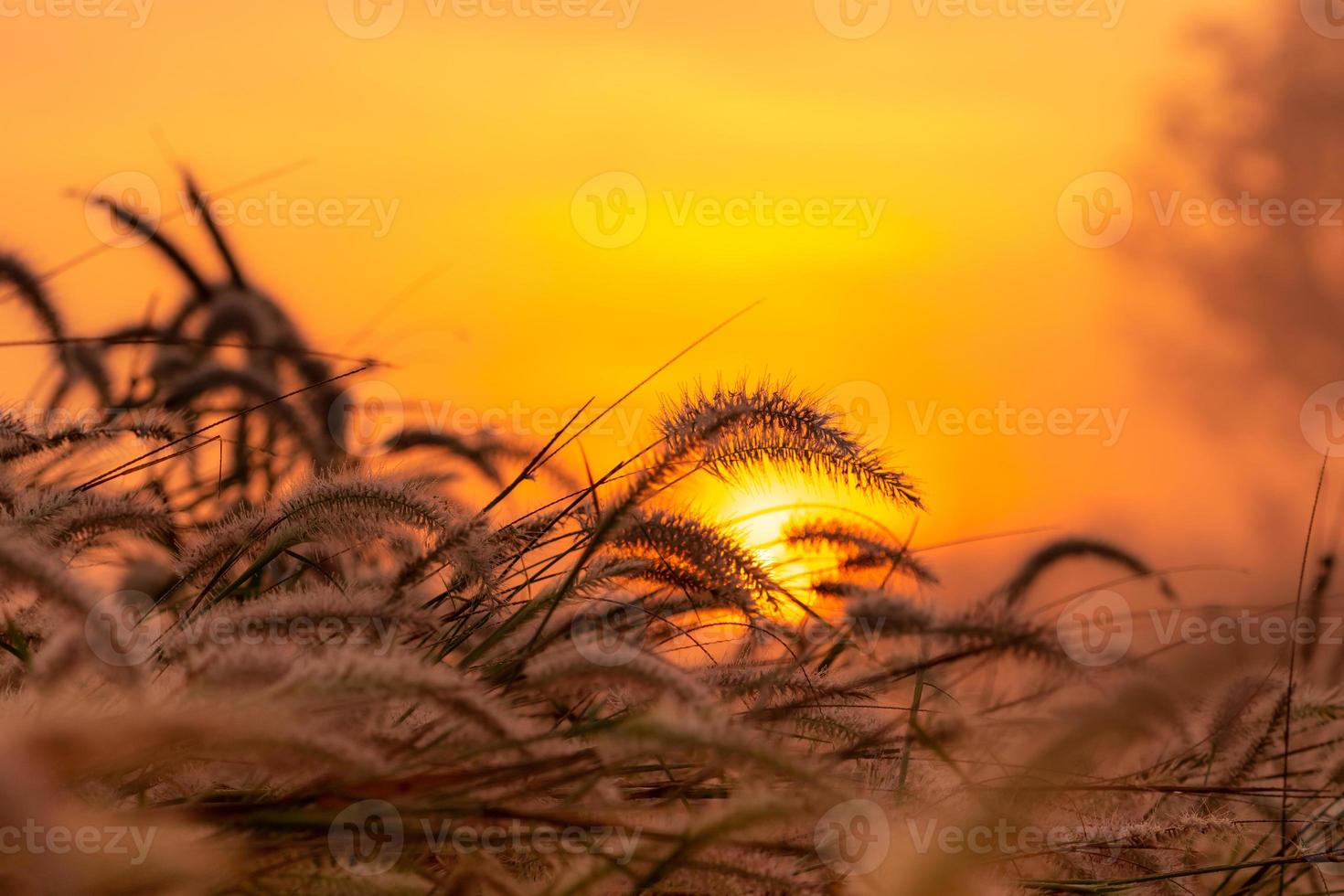 grasbloem in de ochtend bij zonsopgang met gouden zonneschijn. bloemenveld op het platteland. oranje weide achtergrond. wilde weide gras bloemen met ochtendzon. begin nieuwe dag of nieuw leven concept. foto