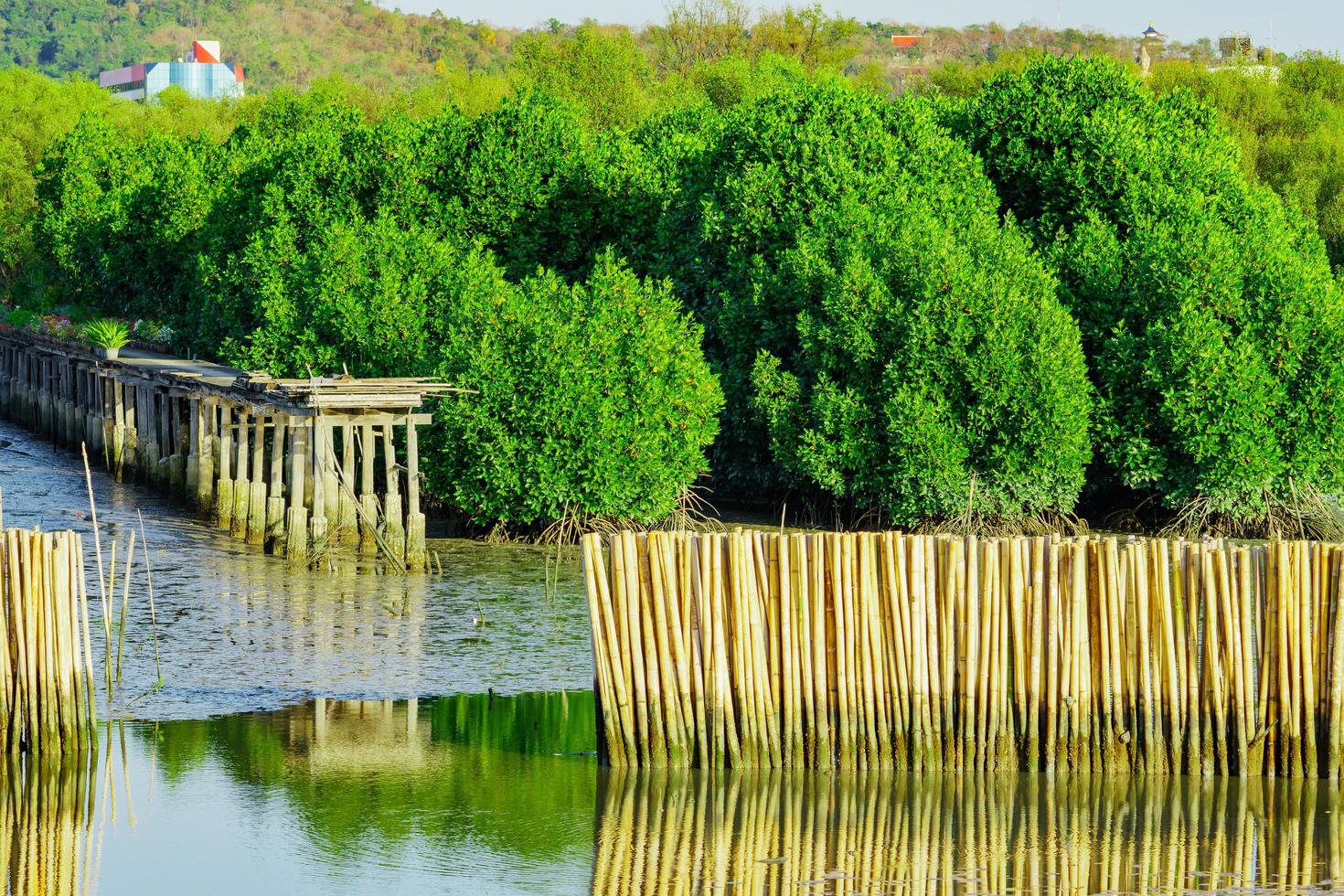 golfbeschermingshek gemaakt van droog bamboe in mangrovebos in de zee om kusterosie te voorkomen foto