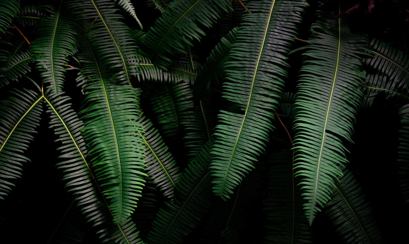 varenbladeren op een donkere achtergrond in de jungle. dichte donkergroene varenbladeren in de tuin 's nachts. natuur abstracte achtergrond. varen bij tropisch bos. exotische plant. mooie donkergroene varenbladtextuur. foto