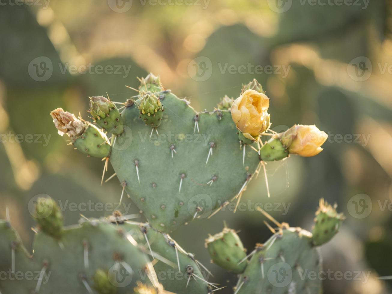 gele cactus bloeien foto