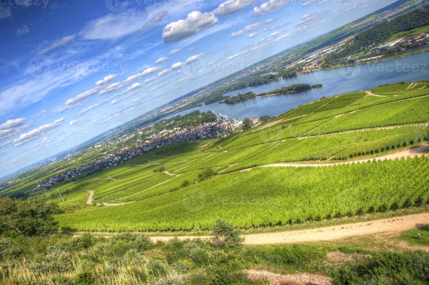 wijngaarden aan de oever van de rivier de rhein, ruedesheim, rhein-main-pfalz, duitsland foto