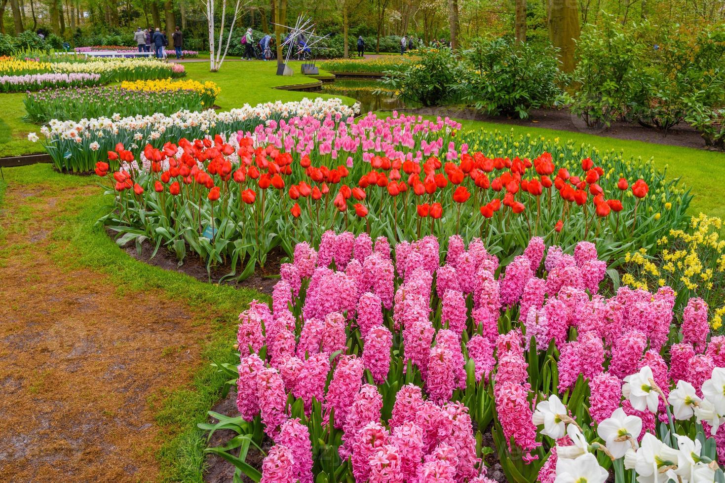 verse vroege voorjaars roze, paarse, witte hyacintbollen. bloembed met hyacinten in keukenhof park, lisse, holland, nederland foto