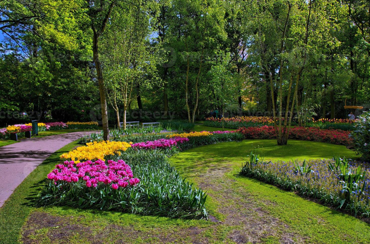 kleurrijke tulpen, keukenhof park, lisse in holland foto