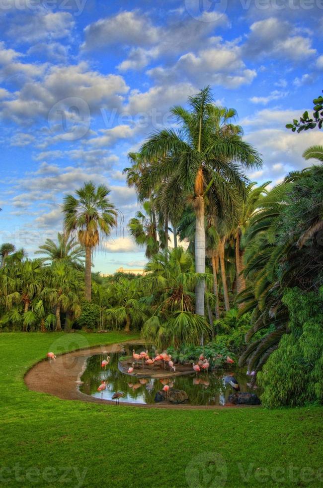 flamingo's in de buurt van de palm, tenerife, canarische eilanden foto