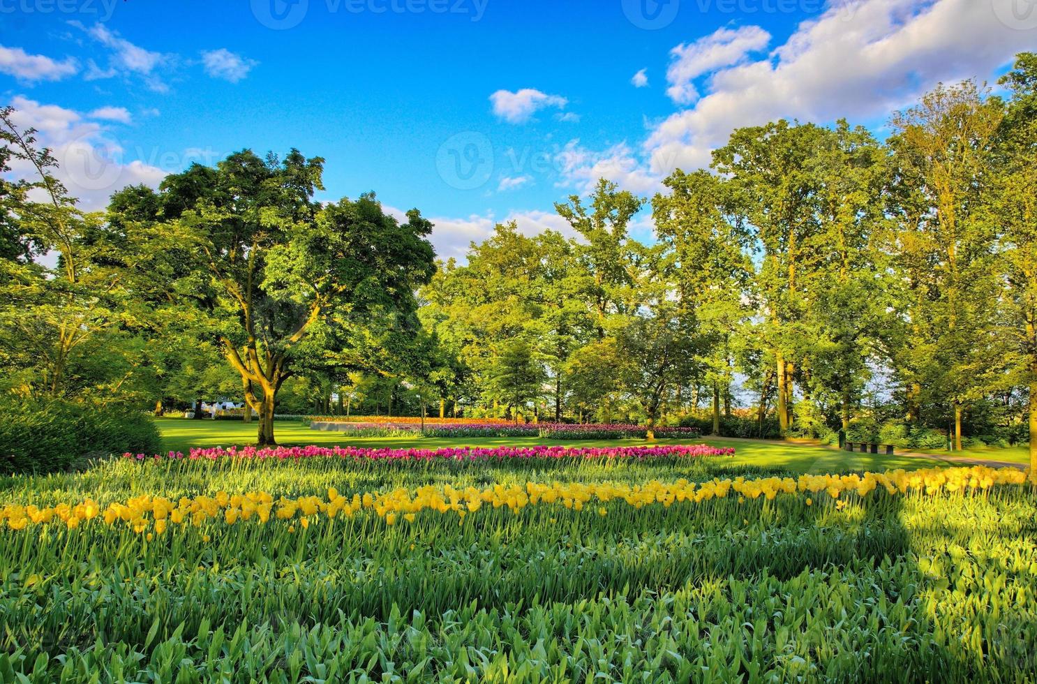 gele tulpen en groene velden, keukenhof park, lisse in holland foto