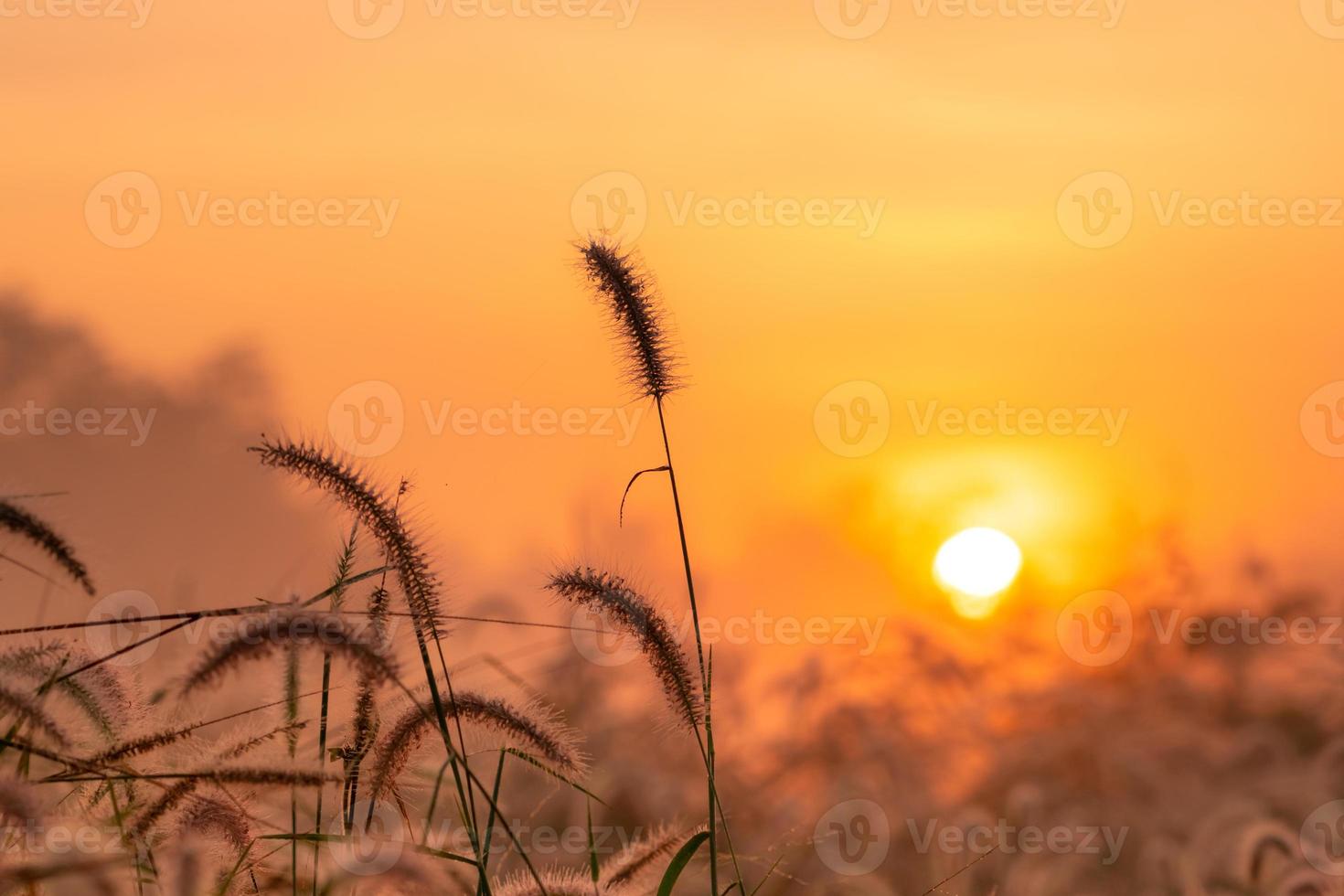 grasbloem in de ochtend bij zonsopgang met gouden zonneschijn. bloemenveld op het platteland. oranje weide achtergrond. wilde weide gras bloemen met ochtendzon. begin nieuwe dag of nieuw leven concept. foto