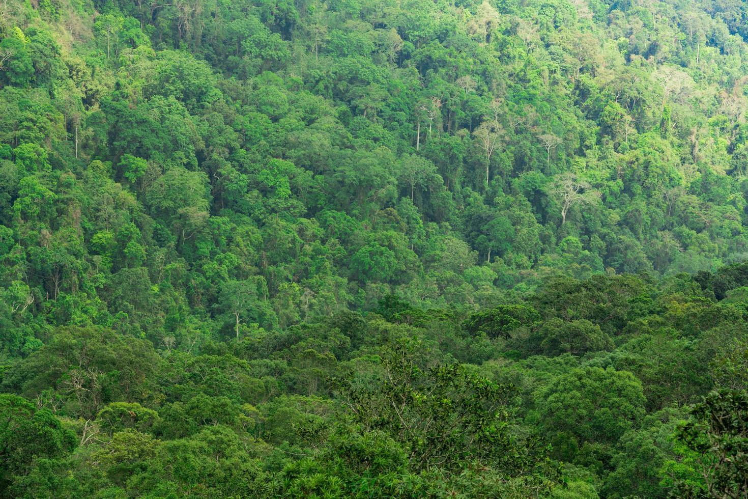 prachtige tropische bosachtergrond. ecosysteem en gezond milieuconcept. foto