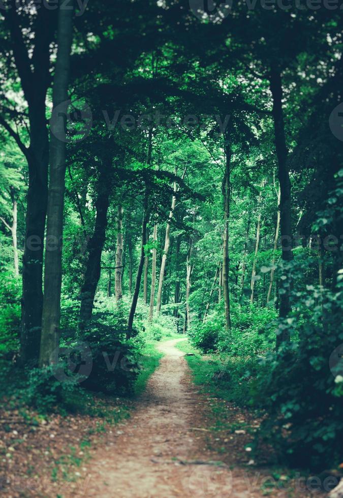 pad in het bos dat diep het bos in leidt. foto