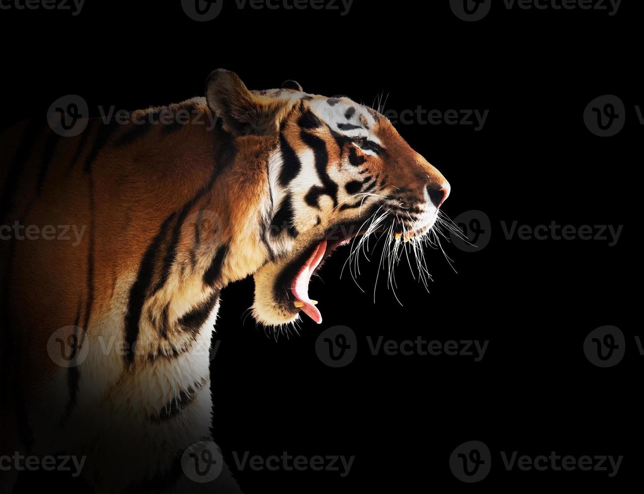 brullende wilde tijger. geïsoleerd op zwart, gemakkelijk uit te knippen. foto