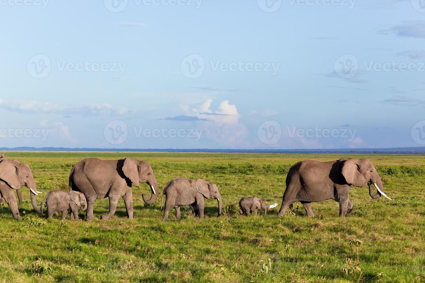 olifanten kudde op savanne. safari in amboseli, kenia, afrika foto