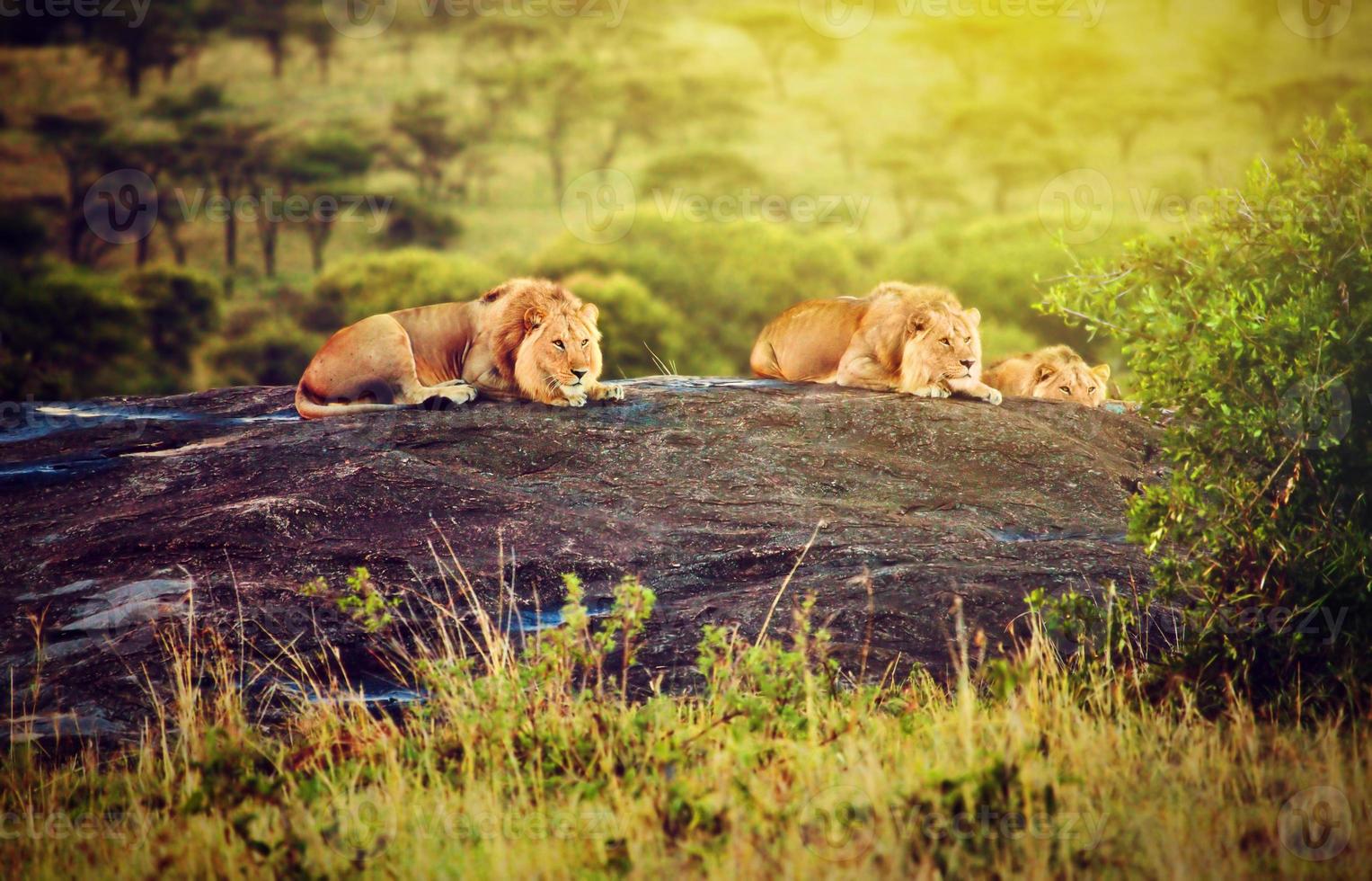 leeuwen op rotsen op savanne bij zonsondergang. safari in serengeti, tanzania, afrika foto
