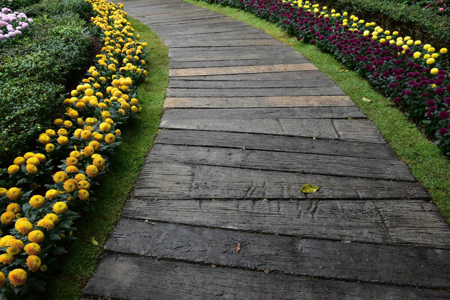 loopbrug met pompon bloembed ernaast in het openbare park in thailand. foto